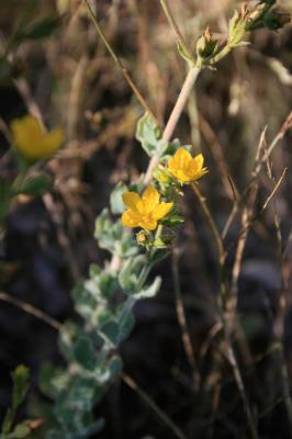 Millepertuis tomenteux Hypericum tomentosum L., 1753