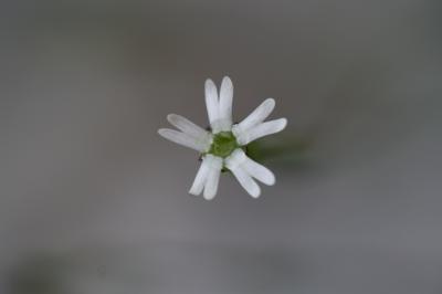 Silène fermé Silene inaperta L., 1753