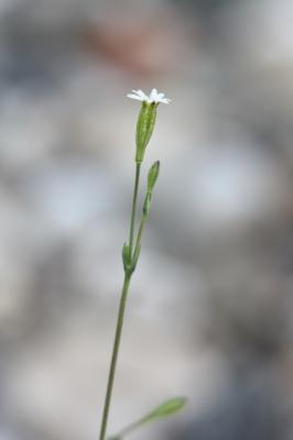 Silène fermé Silene inaperta L., 1753