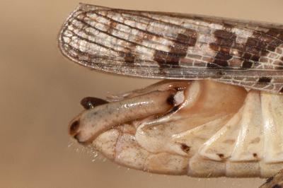 Caloptène italien, Criquet italien, Calliptame ita Calliptamus italicus (Linnaeus, 1758)