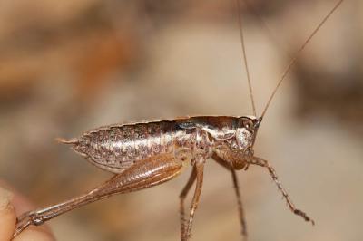 Decticelle frêle Yersinella raymondii (Yersin, 1860)