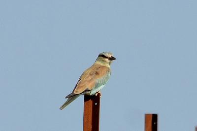 Rollier d'Europe Coracias garrulus Linnaeus, 1758