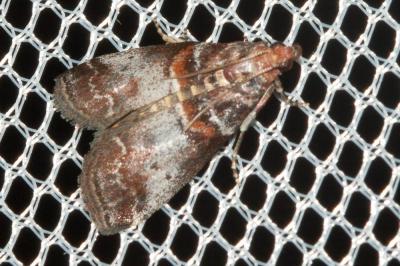  Acrobasis advenella (Zincken, 1818)