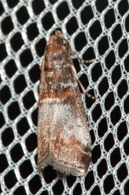 Acrobasis advenella (Zincken, 1818)