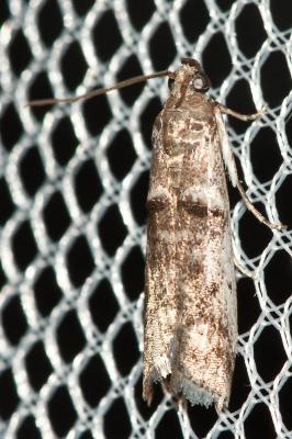  Pseudacrobasis nankingella Roesler, 1975
