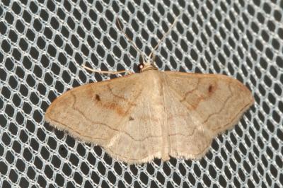 Acidalie ombrée (L') Idaea rubraria (Staudinger, 1901)