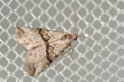 Noctuelle de l'Asperge (La) Zebeeba falsalis (Herrich-Schäffer, 1839)