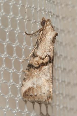 Noctuelle de l'Asperge (La) Zebeeba falsalis (Herrich-Schäffer, 1839)