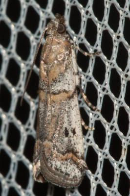  Acrobasis centunculella (Mann, 1859)