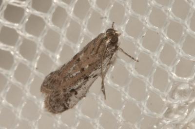  Phycitodes saxicola (Vaughan, 1870)