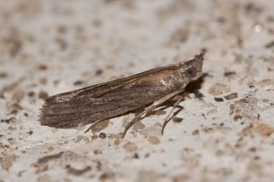  Epischnia illotella Zeller, 1839