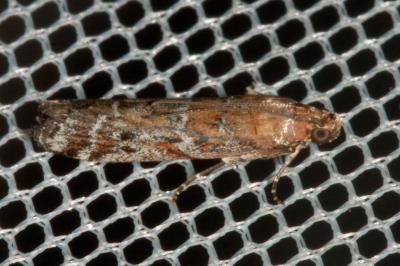  Delplanqueia dilutella (Denis & Schiffermüller, 1775)