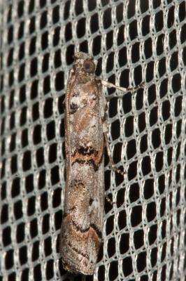  Pempelia palumbella (Denis & Schiffermüller, 1775)