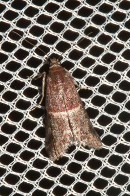  Acrobasis marmorea (Haworth, 1811)