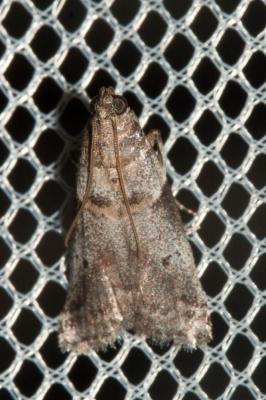  Acrobasis glaucella Staudinger, 1859