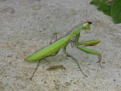 Mante religieuse Mantis religiosa (Linnaeus, 1758)