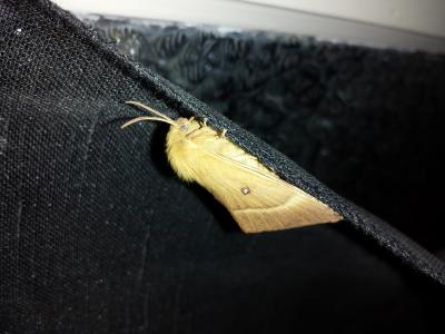 Bombyx du Chêne (Le), Minime à bandes jaunes (Le) Lasiocampa quercus (Linnaeus, 1758)
