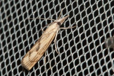  Agriphila paleatella (Zeller, 1847)