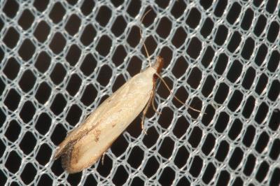 Mesophleps silacella (Hübner, 1796)