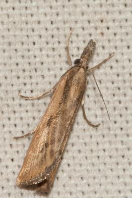  Agriphila inquinatella (Denis & Schiffermüller, 1775)