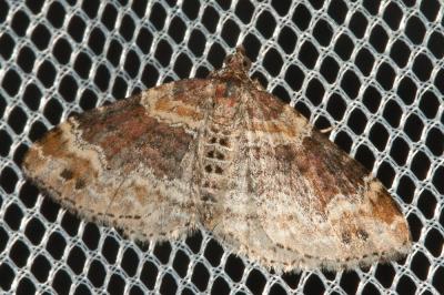 Oxydée (L') Xanthorhoe spadicearia (Denis & Schiffermüller, 1775)