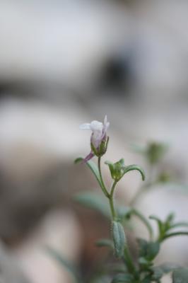 Petite linaire, Petit Chaenorrhinum Chaenorrhinum minus (L.) Lange, 1870