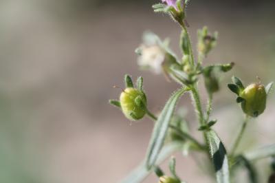 Petite linaire, Petit Chaenorrhinum Chaenorrhinum minus (L.) Lange, 1870
