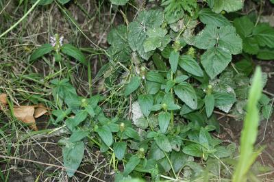Brunelle commune, Herbe au charpentier Prunella vulgaris L., 1753