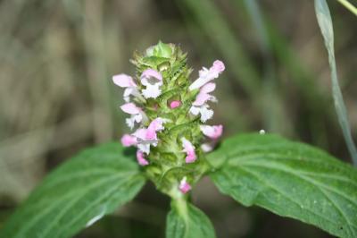 Brunelle commune, Herbe au charpentier Prunella vulgaris L., 1753
