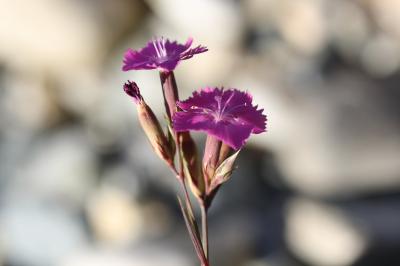 Œillet à poils rudes, Oeillet rude Dianthus scaber Chaix, 1785