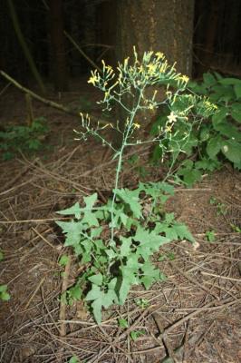 Pendrille Lactuca muralis (L.) Gaertn., 1791