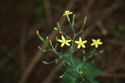 Pendrille Lactuca muralis (L.) Gaertn., 1791