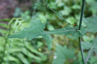 Pendrille Lactuca muralis (L.) Gaertn., 1791