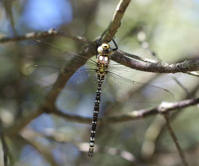 Aeschne bleue (L') Aeshna cyanea (O.F. Müller, 1764)