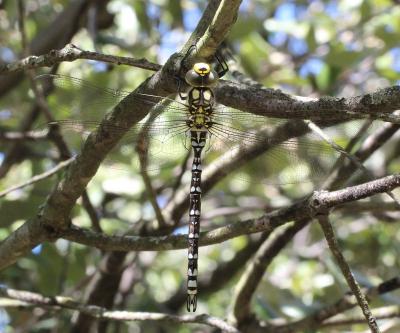 Aeschne bleue (L') Aeshna cyanea (O.F. Müller, 1764)