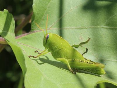 Criquet égyptien Anacridium aegyptium (Linnaeus, 1764)
