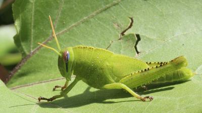 Criquet égyptien Anacridium aegyptium (Linnaeus, 1764)