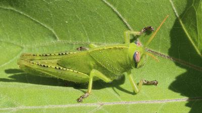 Criquet égyptien Anacridium aegyptium (Linnaeus, 1764)