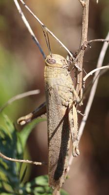 Criquet égyptien Anacridium aegyptium (Linnaeus, 1764)