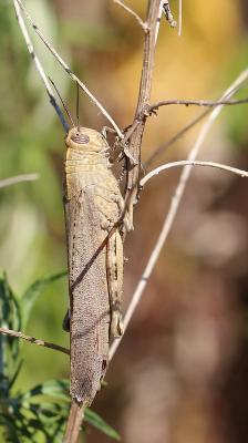 Criquet égyptien Anacridium aegyptium (Linnaeus, 1764)