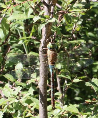 Anax napolitain (L') Anax parthenope (Selys, 1839)