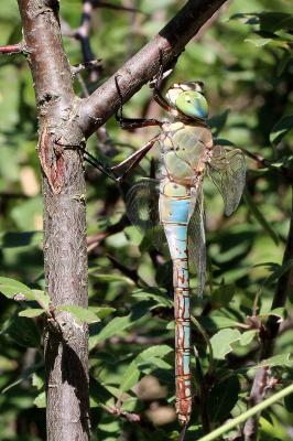 Anax napolitain (L') Anax parthenope (Selys, 1839)