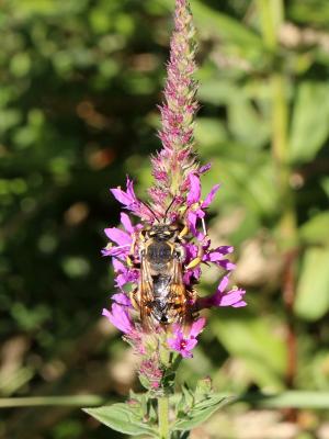  Anthidium florentinum (Fabricius, 1775)