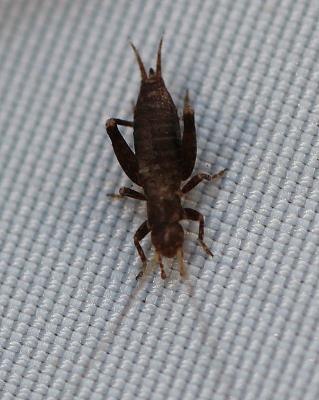 Grillon des Cistes Arachnocephalus vestitus Costa, 1855