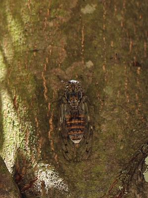Cigale grise (la), Cigale de l'orne (la), Cigale p Cicada orni Linnaeus, 1758