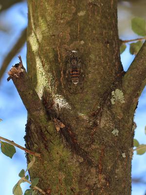 Cigale grise (la), Cigale de l'orne (la), Cigale p Cicada orni Linnaeus, 1758
