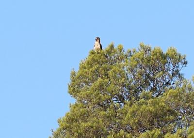 Circaète Jean-le-Blanc Circaetus gallicus (Gmelin, 1788)