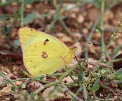  Colias Fabricius, 1807