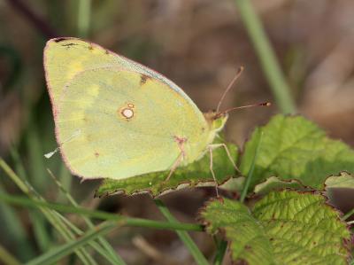  Colias Fabricius, 1807