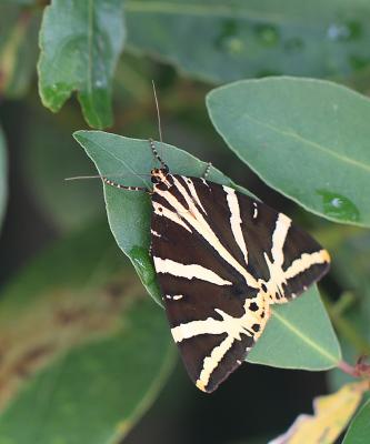 Écaille chinée (L') Euplagia quadripunctaria (Poda, 1761)